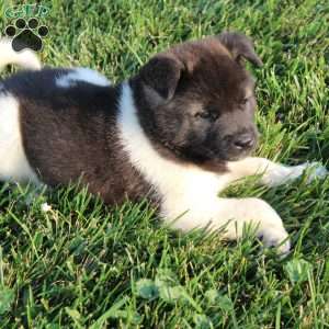Mac, Akita Puppy